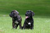CANE CORSO 1167